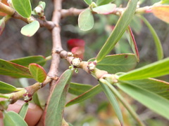 Euphorbia celastroides