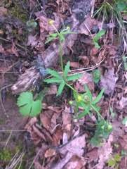 Ranunculus cassubicus