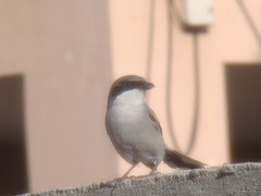 Lanius ludovicianus