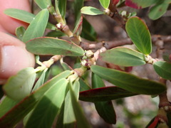 Euphorbia celastroides