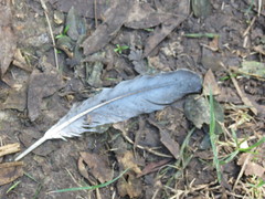 Patagioenas picazuro