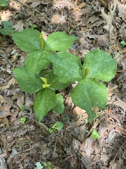 Trillium luteum