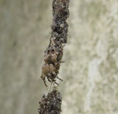 Cyclosa machadinho