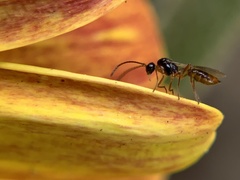 Ichneumonoidea