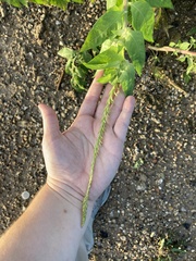 Oenothera curtiflora