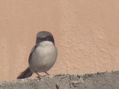 Lanius ludovicianus