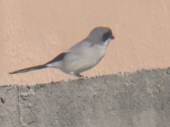 Lanius ludovicianus