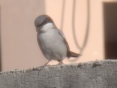 Lanius ludovicianus