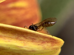 Ichneumonoidea
