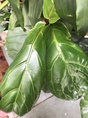 Ficus