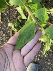 Oenothera curtiflora