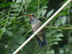 Cynanthus latirostris