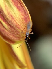 Ichneumonoidea