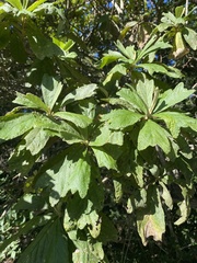 Tarchonanthus trilobus