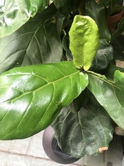 Ficus