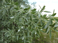Elaeagnus angustifolia