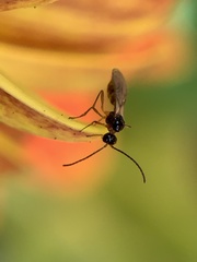 Ichneumonoidea