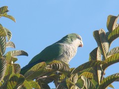 Myiopsitta monachus