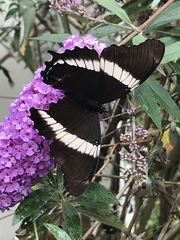 Siproeta epaphus trayja