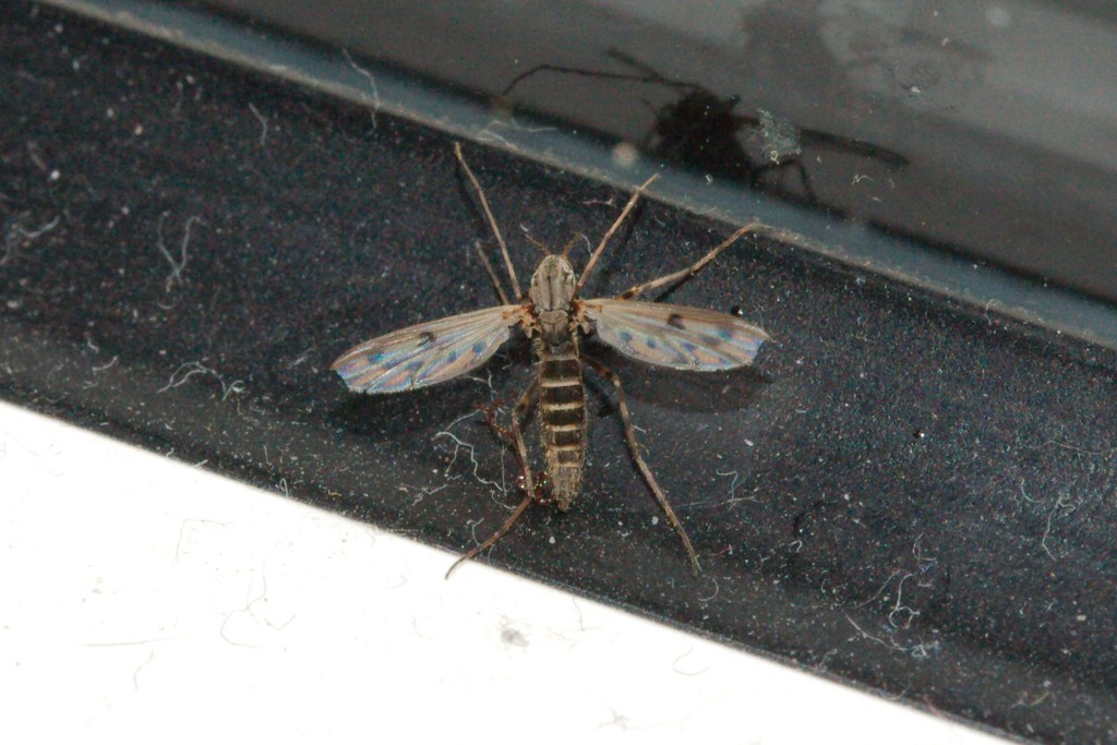 Stictochironomus maculipennis
