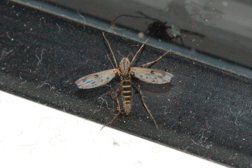 Stictochironomus maculipennis