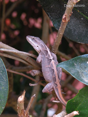 Anolis anisolepis