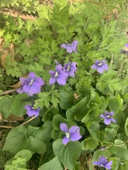 Viola sororia