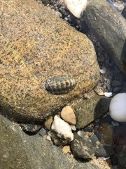 Chitonoidea