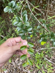Erythroxylum urbanii