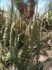 Sesamothamnus lugardii