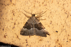 Pseudocoremia pergrata