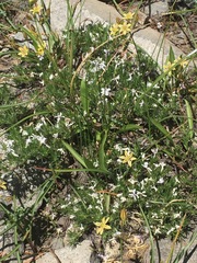 Triteleia ixioides anilina