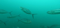 Caranx caballus