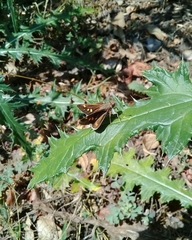 Lon melane vitellina