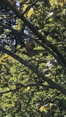 Turdus philomelos