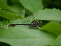 Arigomphus villosipes