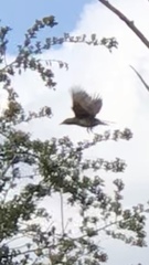 Turdus philomelos