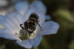 Proteriades