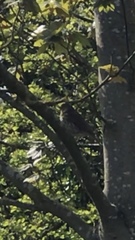 Turdus philomelos