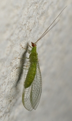 Chrysopodes collaris