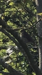 Turdus philomelos