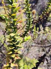 Pseudoselago serrata