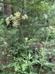 Thaspium trifoliatum