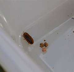 Cossyphus hoffmannseggi