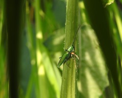 Phytoecia caerulea
