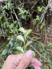 Erythroxylum urbanii
