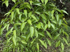 Smilax domingensis