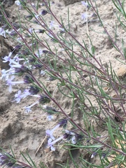 Ipomopsis multiflora