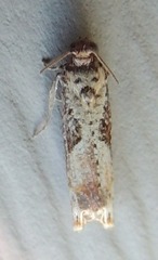 Episimus tyrius
