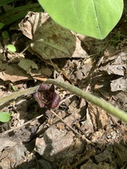 Asarum canadense reflexum